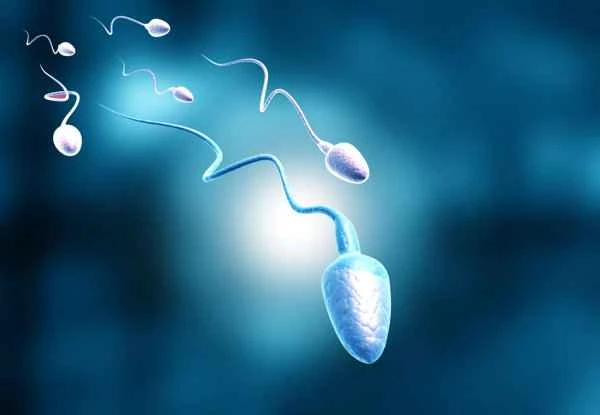 How to regulate oligospermia and asthenospermia?