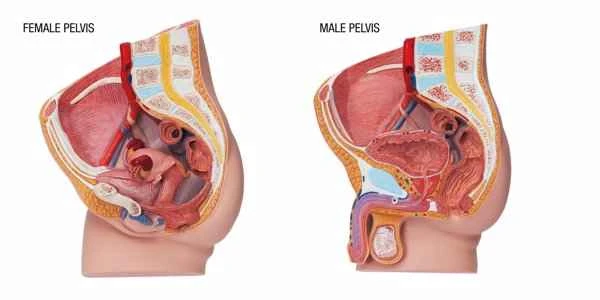 What causes scrotal smegma?