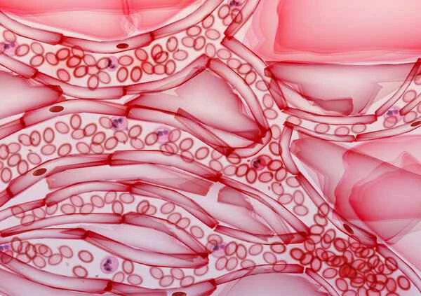 Is it normal to have blue blood vessels on the scrotum?