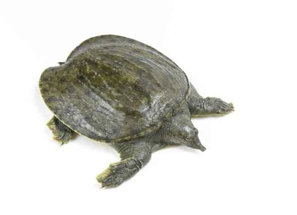 Does coronal sulcus defect cause itching of the glans penis?