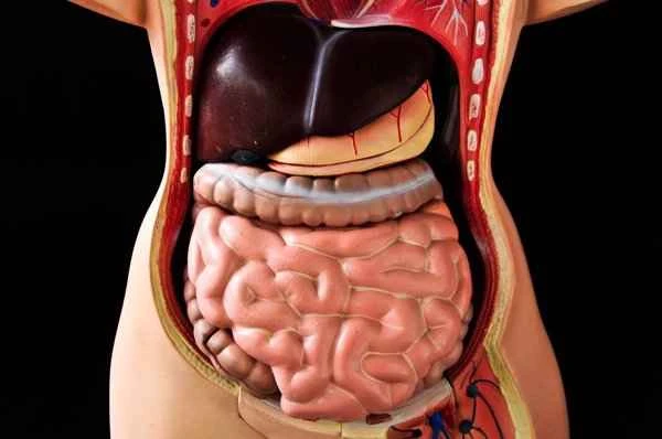 There is a U-shaped tendon inside the scrotum.