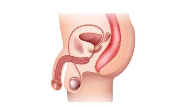 Does penile injury include urethral tearing?