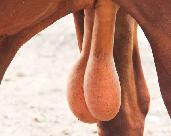 Can you ejaculate if your testicles are shattered?