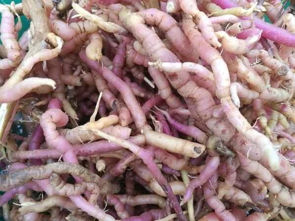 Can people with asthenospermia drink Morinda officinalis?