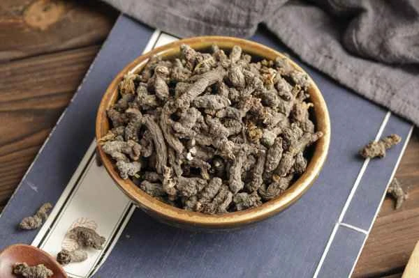 Can people with asthenospermia drink Morinda officinalis?