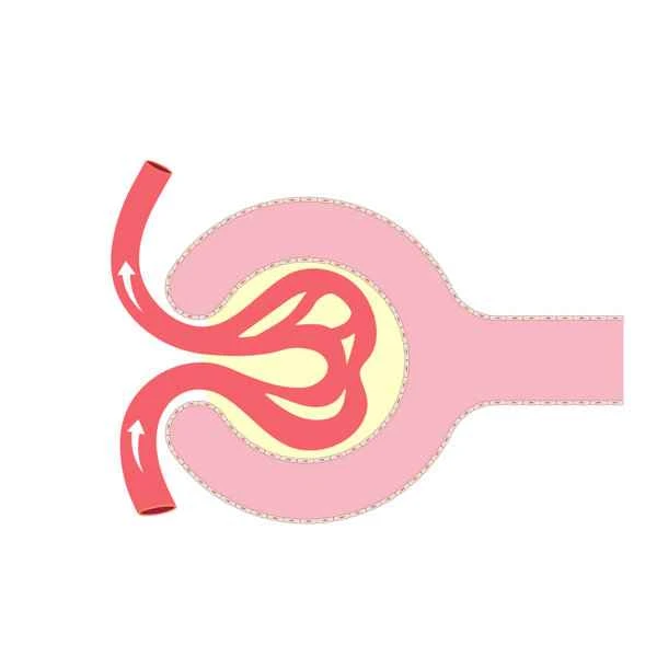 What to do if the right side of the scrotum is uncomfortable?