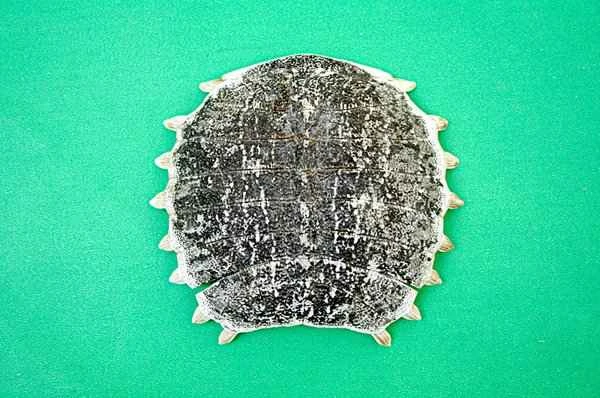 How long does it take to treat itchy and swollen glans penis?