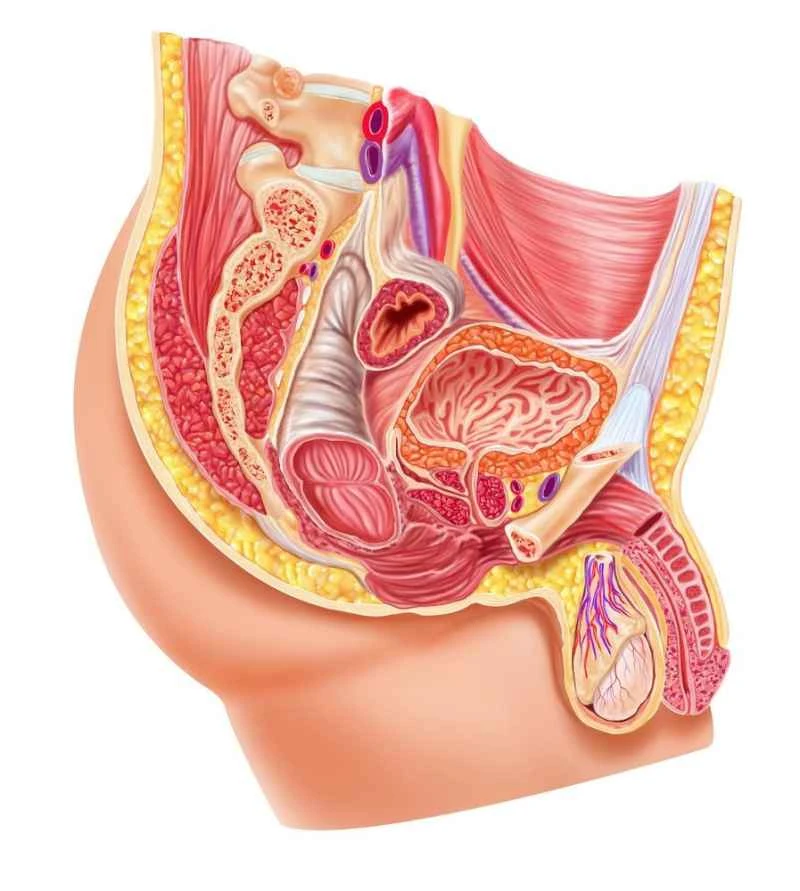 Can chronic prostatitis be transmitted to women and how is it treated?