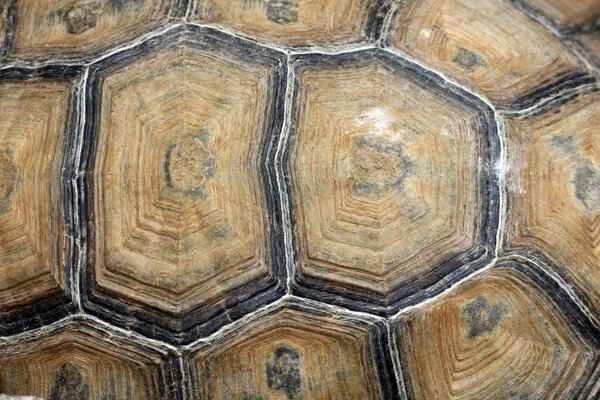 Penis pain after ejaculation during sex