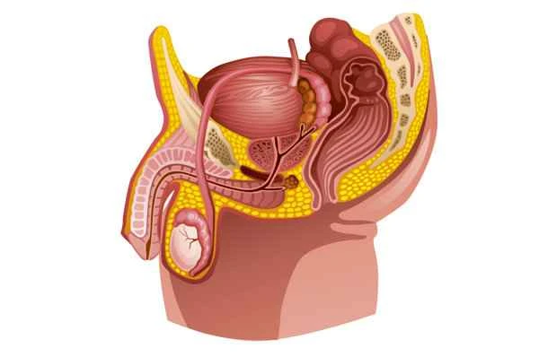 What causes burning pain inside the scrotum?
