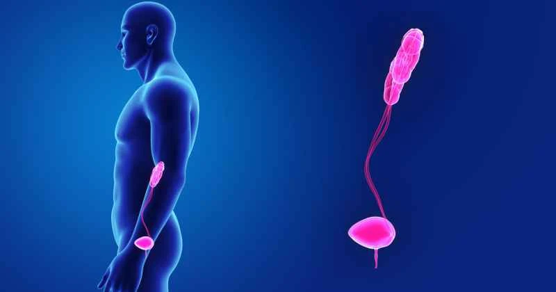 Is bacterial prostatitis contagious?