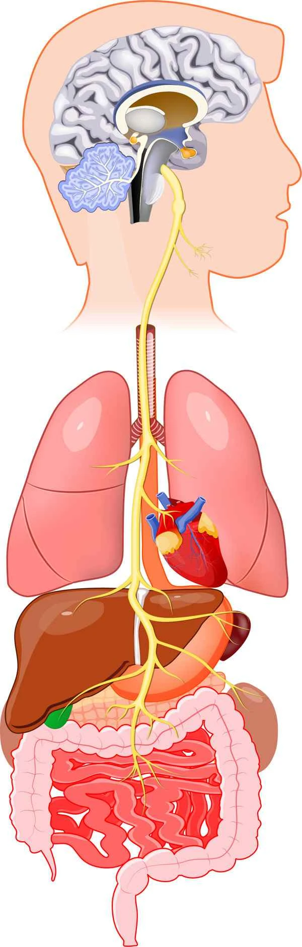 How to regulate diet to treat low sperm count and poor sperm motility caused by smoking?
