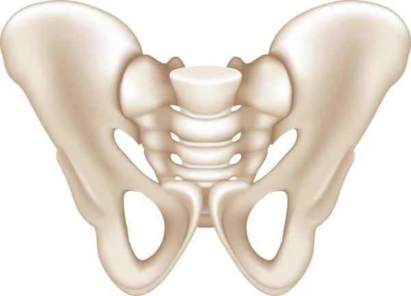 What is the location of a male's scrotum?